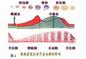 黄体期是什么时候