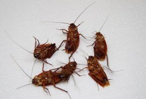 蟑螂为什么不能用脚踩