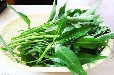 孕妇可以吃空心菜吗