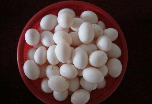 孕妇吃鸽子蛋一天吃几个