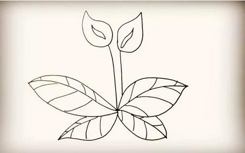 花朵马蹄莲简笔画教程图片