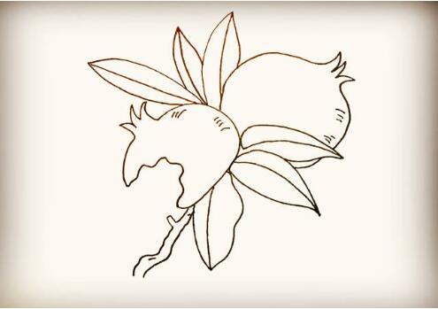 红红的石榴简笔画教程图片