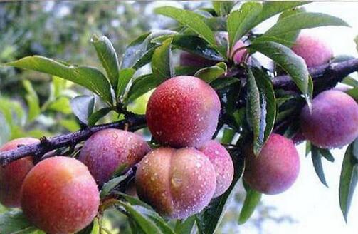 孕妇吃李子有什么好处