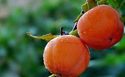 怀孕可以吃柿子吗