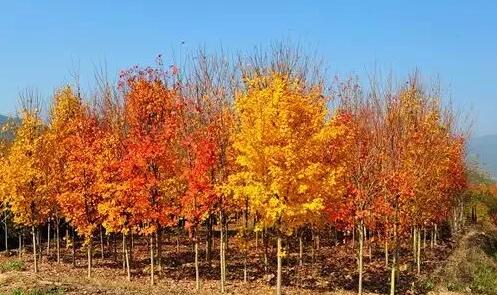 立冬养生习俗全攻略