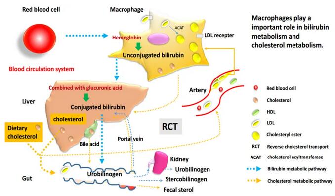 新生儿黄疸很常见，那需要医学干预吗？