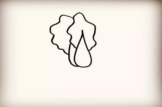 大白菜简笔画教程图片