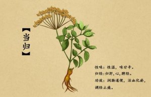 月经期间能吃当归吗？