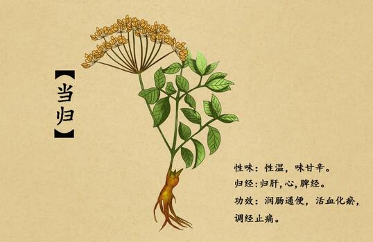 月经期间能吃当归吗