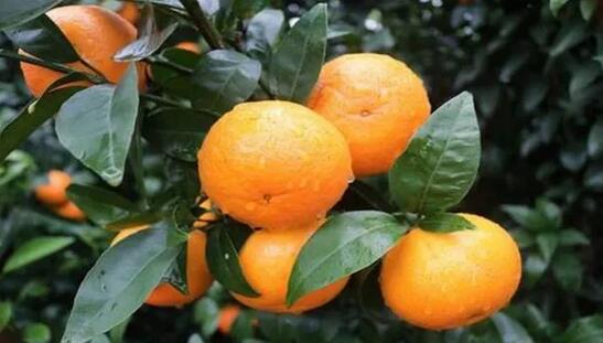 孕妇吃什么水果比较好