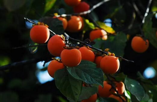 孕妇吃什么水果比较好