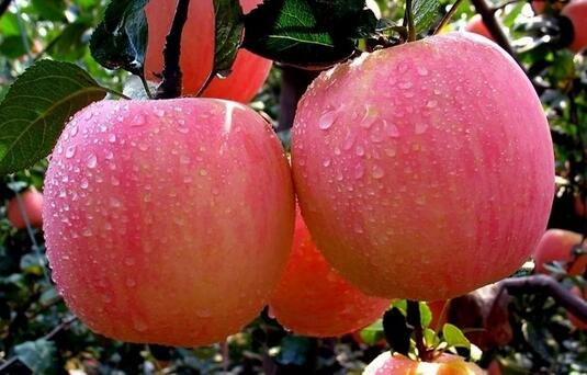 孕妇吃什么水果比较好