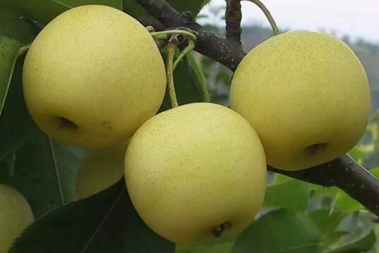 孕妇吃什么水果比较好