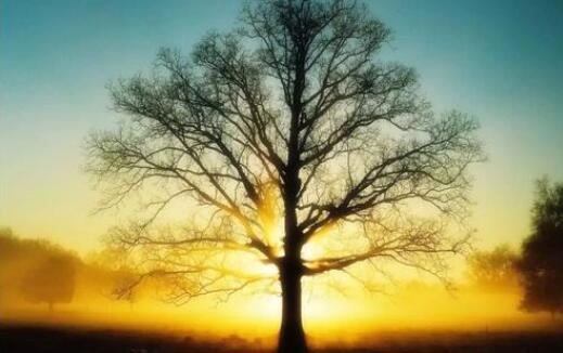 假如我是一棵树作文600字