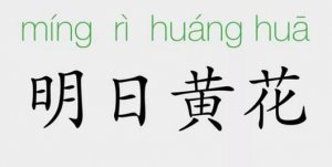 明日黄花的意思和故事