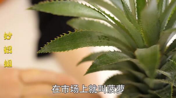 凤梨和菠萝的区别