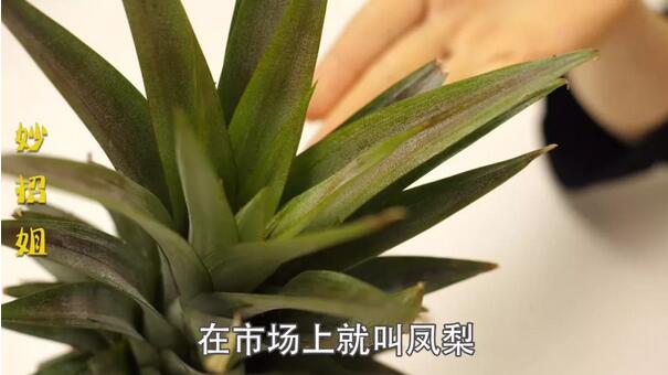 凤梨和菠萝的区别