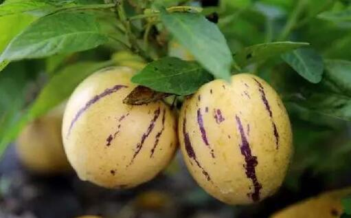 人参果是热性还是凉性