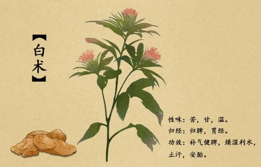 补气血的中药 白术