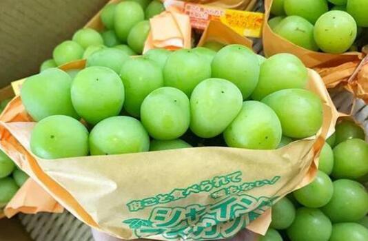 晴王葡萄为什么那么贵