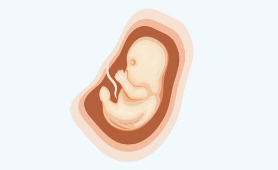 怀胎十月胎儿发育过程变化图解