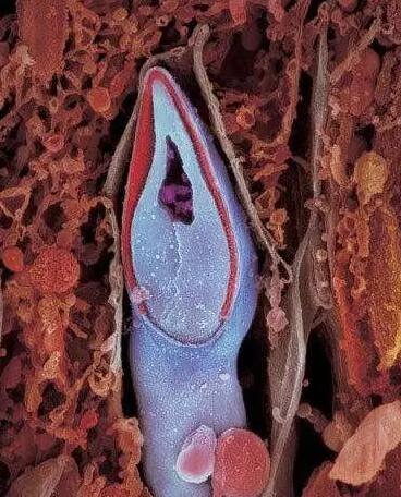 高清胎儿发育过程图