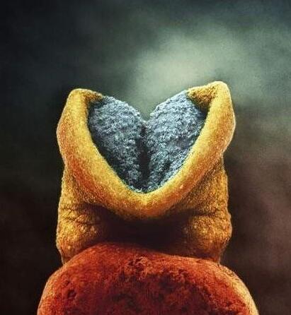 高清胎儿发育过程图