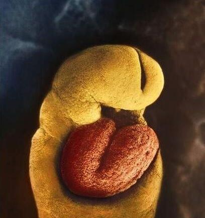 高清胎儿发育过程图