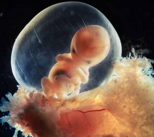 高清胎儿发育过程图