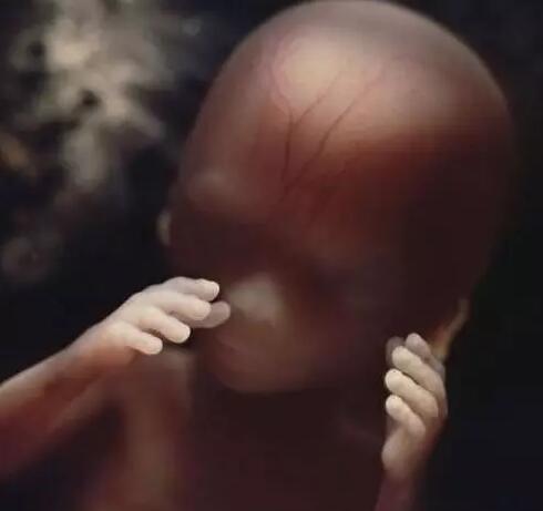 高清胎儿发育过程图