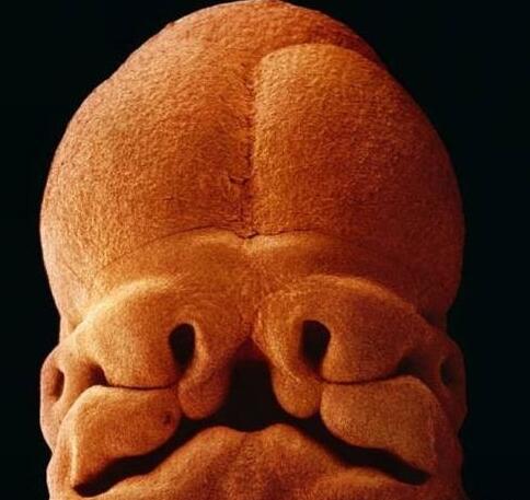 高清胎儿发育过程图