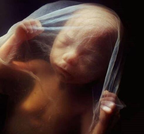 高清胎儿发育过程图