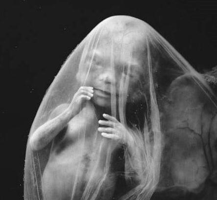 高清胎儿发育过程图