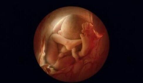 高清胎儿发育过程图