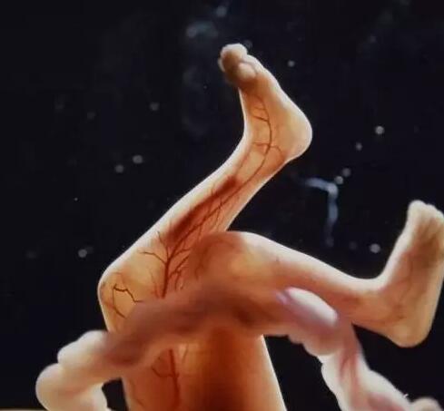 高清胎儿发育过程图