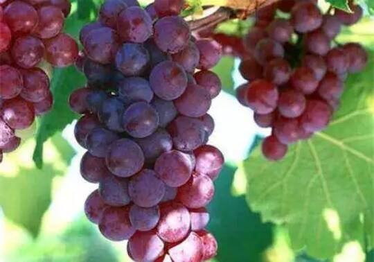 最适合孕妇吃的6种水果 葡萄