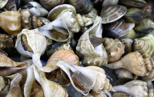 孕妇不能吃哪些食物