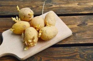 土豆长芽了还能吃吗