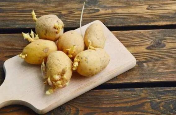 土豆长芽了还能吃吗