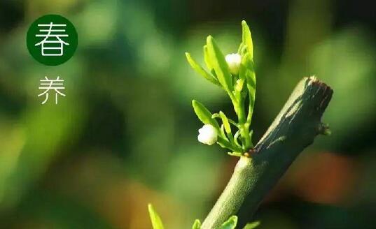 春季如何养肝护肝