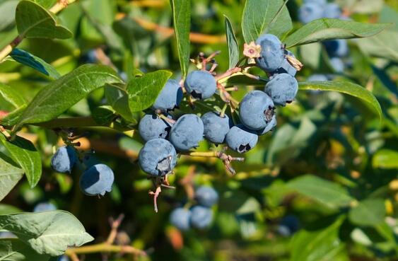 蓝莓一天吃多少为宜