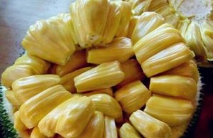 孕妇可以吃菠萝蜜吗