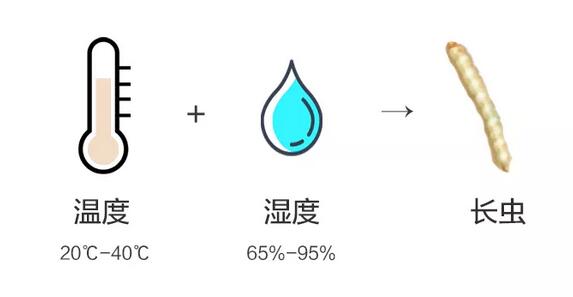 大米生虫还能吃吗