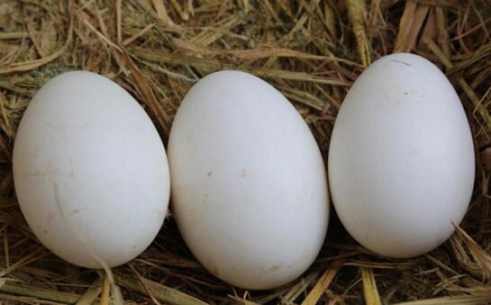 孕妇可以吃鹅蛋吗