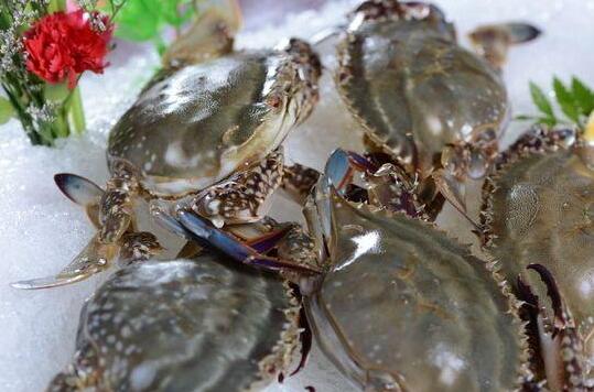 梭子蟹死了能吃吗