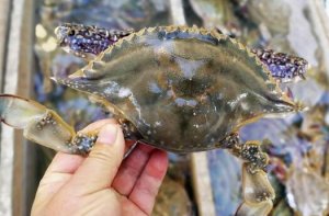 梭子蟹死了能吃吗