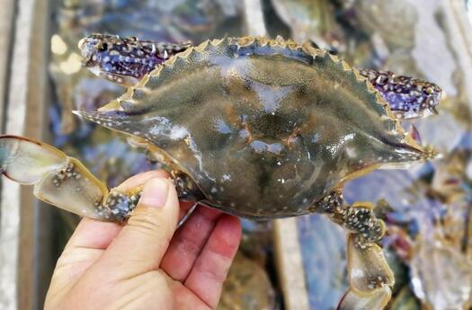 梭子蟹死了能吃吗