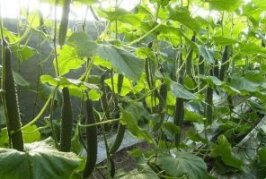 黄瓜为什么叫黄瓜