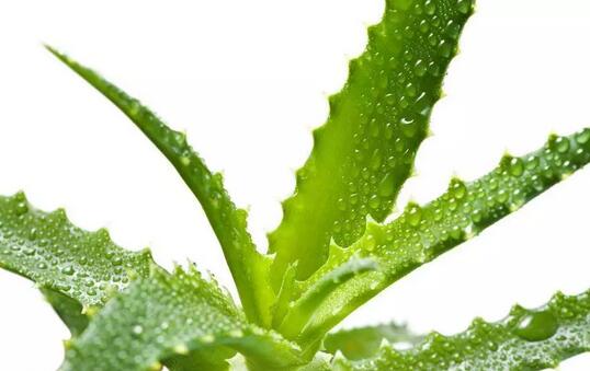 9种孕妇不要碰的禁忌食物