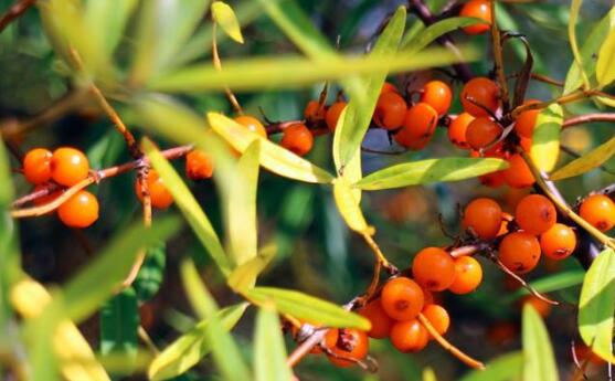 沙棘果和猕猴桃哪个维生素C高